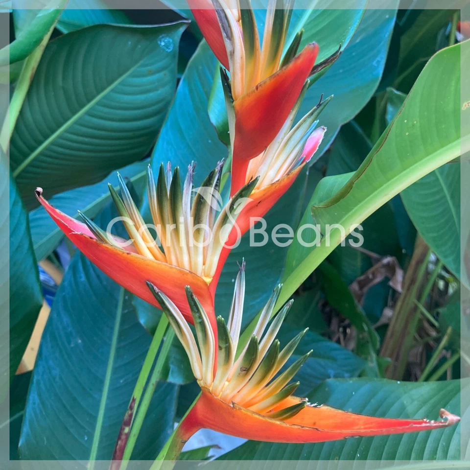 CARIB BEANS Plant en RN de Balisier Tropic (Heliconia psittacorum x spathocircinata) + Phyto