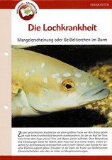 Die Lochkrankheit / Aquariuminfokarte