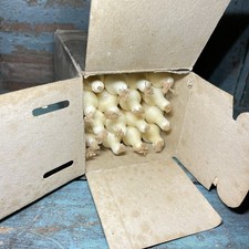 BOX OF 16 ANTIQUE PRIMITIVE 1800'S WAX CANDLES FOR EARLY LIGHTING DEVICES AAFA BOX OF 16 ANTIQUE PRIMITIVE 1800'S WAX CANDLES FOR EARLY LIGHTING DEVICES AAFA - Image 1
