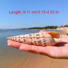 Bamboo Shoots Conch Shell Natural Sea Snail Home Ornament Fish Tank Decor
