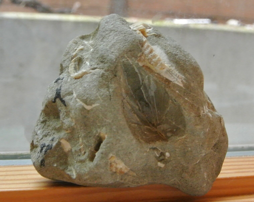 Beautiful display Fossil Bivalve Mollusk Specimen from the Oregon  Coast - Bild 1 von 11