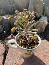 3 Mother of Thousands Kalanchoe Daigremontiana  BLUE 4-6” Bare Rooted Plant