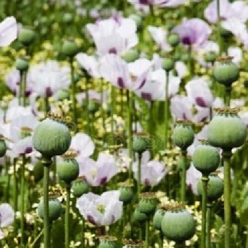 Papaver Poppy seed head Stock Photo