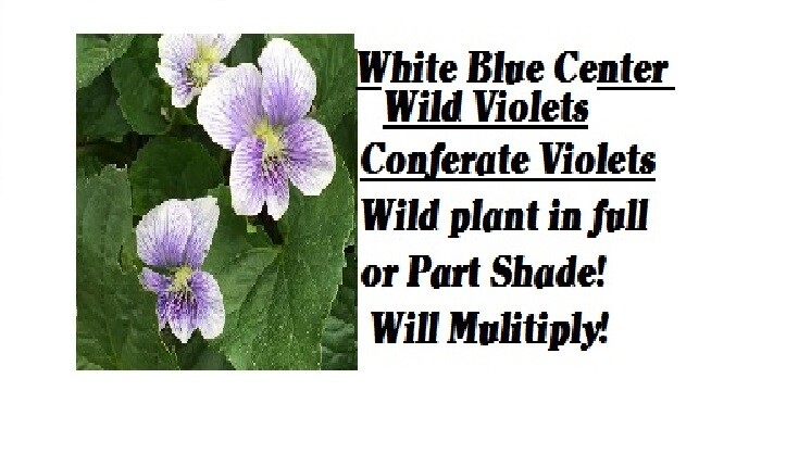 WILD Conderate White With Blue Center VIOLET Flowers Over 25 +