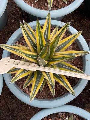 Agave victoriae-reginae cultivar 'Shadow' yellow Variegated 10CM