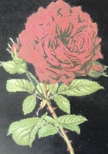 Artecy - Duchesse de Dino Rose -by Tereena Clarke - Cross Stitch Chart.