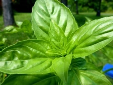 200 SWEET BASIL SEEDS ~ heirloomseedguy ~ 2026 ~ NON-GMO