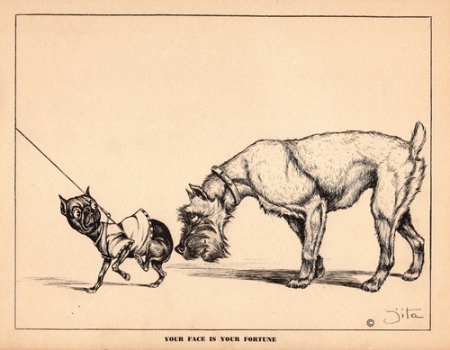 Funny Schnauzer Print 1940s Humorous Schnauzer Illustration Art by Zito 5261g