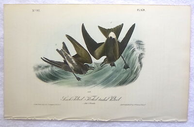 Audubon 1st ed Octavo  LEACH'S PETREL-FORK TAILED PETREL  Birds of America  1840