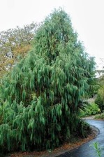 Bhutan Cypress