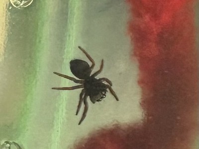   2 Regal Jumping Spider Slings
