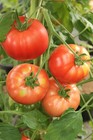 Organic Beefsteak Tomato Seeds, Heirloom, Non GMO, FRESH Garden Vegetable seed