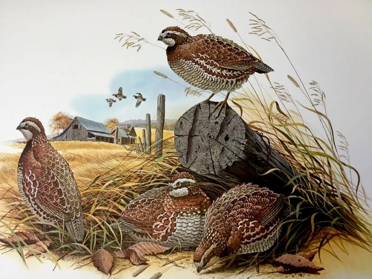 Bobwhite Quail Riddles Bobwhite Quail Tattoo
