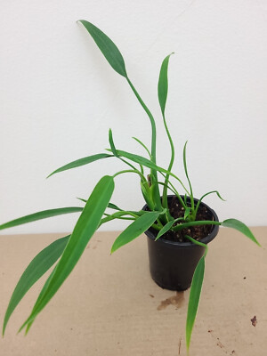 PHILODENDRON SUCRE'S SLIM *Rare* Cool Thin Wispy Leaves VERY UNUSUAL See  Last 4 | eBay