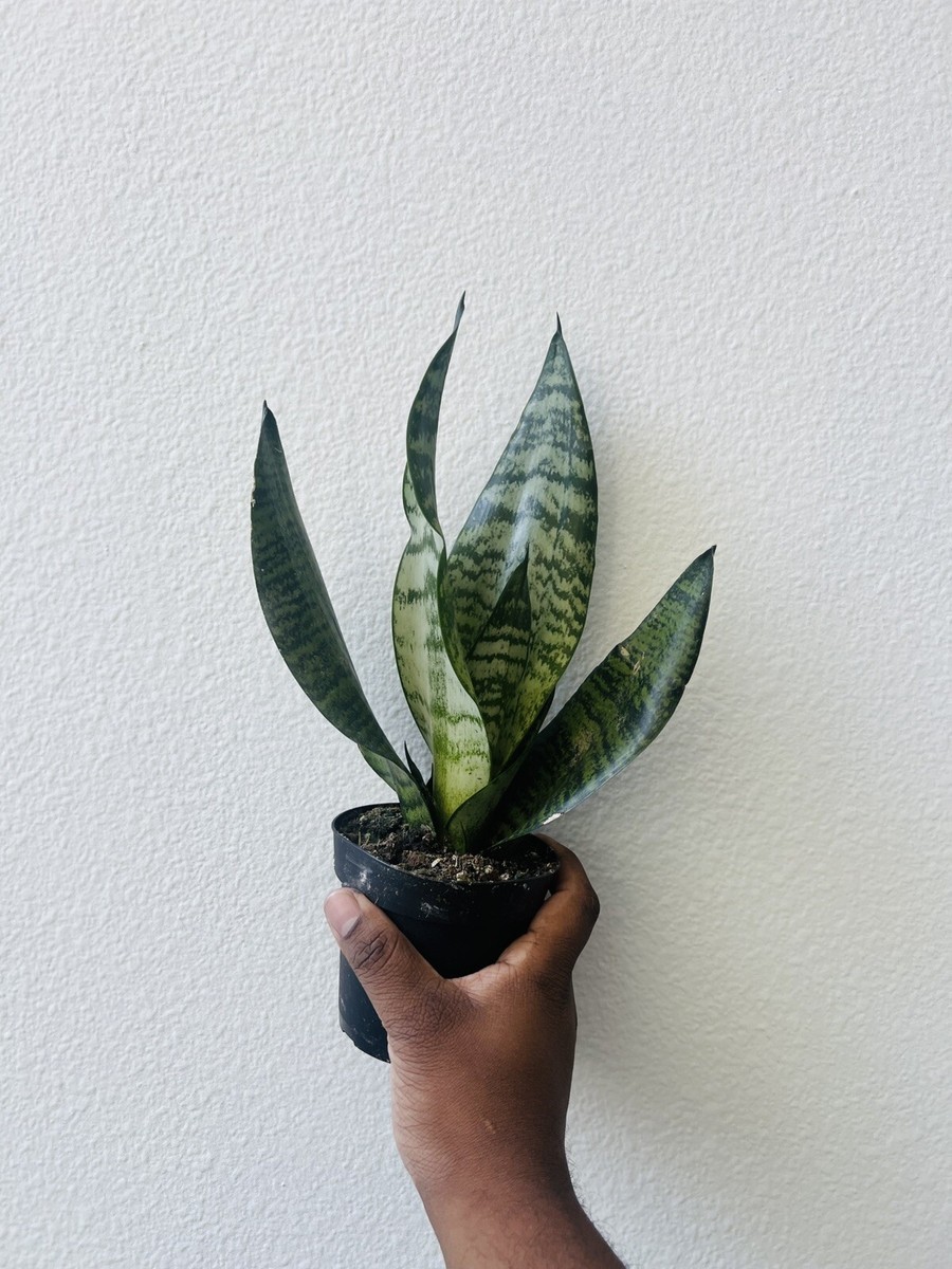 △*様 サンスベリア スノーホワイト Sansevieria Snow Whit RARE Sansevieria Snow White || Free Phytosanitary Certficate