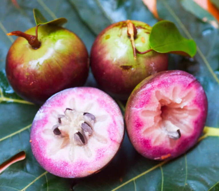 STAR APPLE / CAIMITO (CHRYSOPHYLLUM CAINITO) MEDICINAL LIVE FRUIT TREE  12”-20” | eBay
