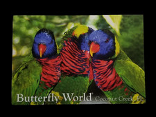 Rainbow Lorikeets at Butterfly World in Coconut Creek Florida Postcard Unposted