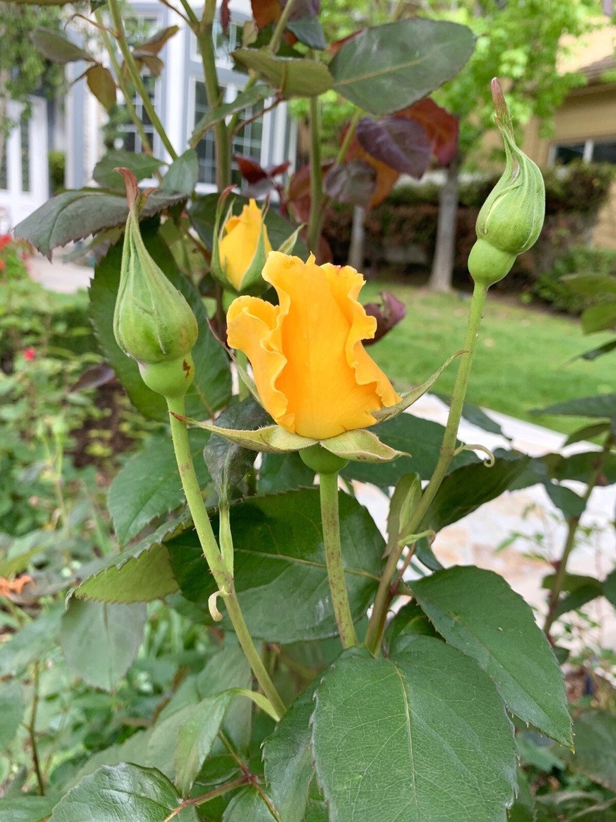 Radiant Perfume Rose, Fragrant Large Yellow￼ Rose 20 Seeds 2024