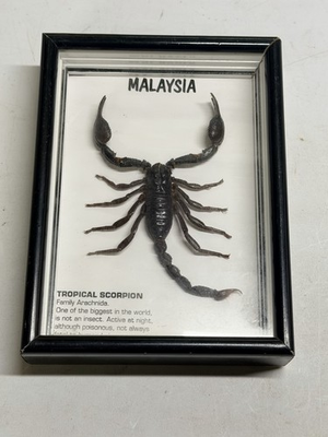 #ad Malaysian Tropical Scorpion Encapsulated Within A Frame With Glass $50.00