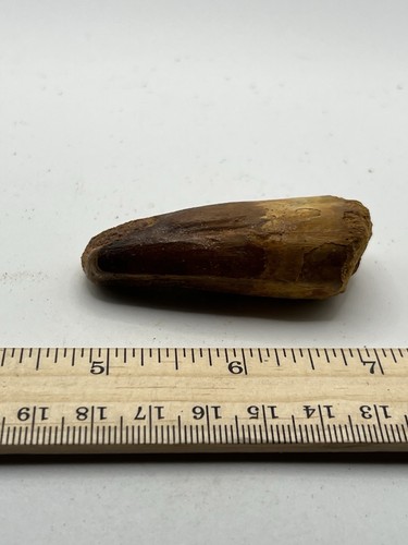 Spinosaurus 2.5” TOOTH Teeth Dinosaur Fossil before T Rex Cretaceous CS 370 - Picture 1 of 5