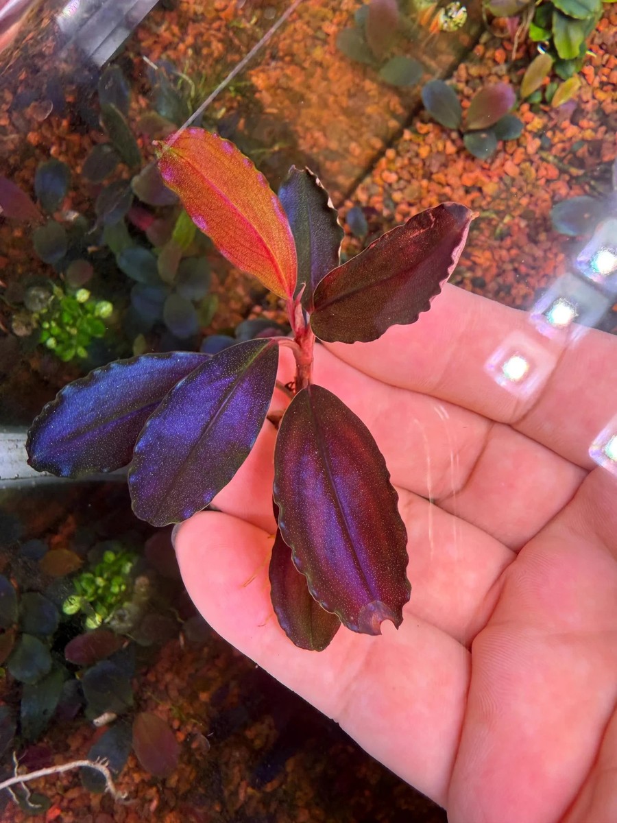 Bucephalandra king devil Rare Live Aquarium Plant | eBay