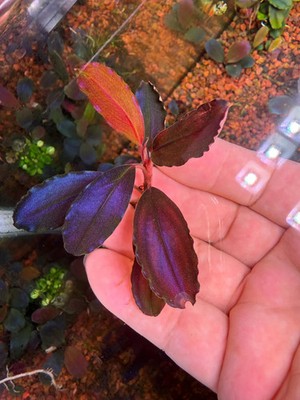 Bucephalandra king devil Rare Live Aquarium Plant | eBay