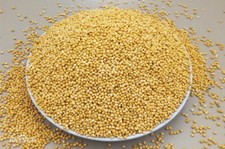 Millet HEALTHY FOOD BULK WHOLESALE