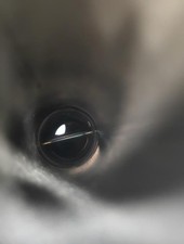 Tube d'échappement Renault MEGANE