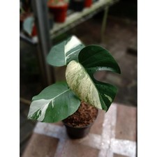Monstera Jungle Mint Variegated Mint Exotic Indoor Houseplant Collector Tropica