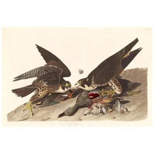 John J Audubon Great-Footed Hawk FRIDGE MAGNET, Birds of America Mini Gift
