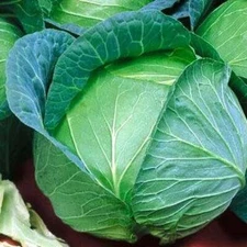 Danish Ballhead Cabbage Seeds, Sauerkraut, Amager, NON-GMO, FREE SHIPPING