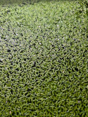 1000+ Live Duckweed Lemna Minor,  Indoor Grown- FREE Shipping- Buy 2 Get 1 Free 