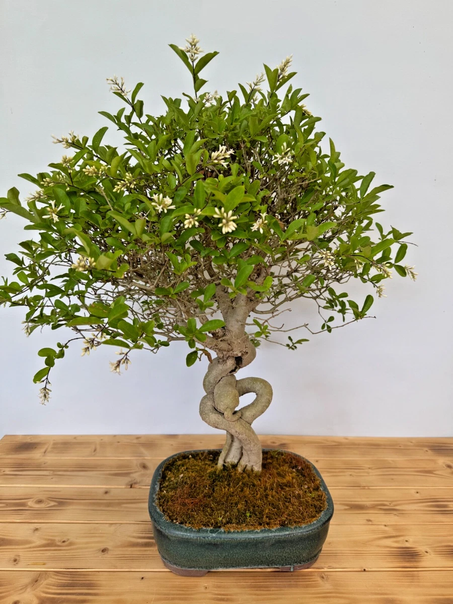 purple dracena plant Dracaena Marginata