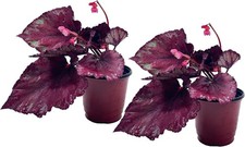 Begonia Rex Flame (Pack of 2) Attractive Indoor Plant, Easy
