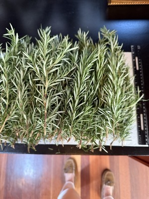 100 Stems Fresh Organic Rosemary, 100 Cuts Fresh To Order,Grown In San Francisco