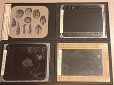 Lot 4 Antique Floral Biological Magic Lantern Slides McIntosh Ball Cactus Pasque