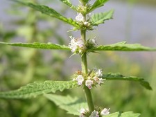 Lycopus europaeus (Gypsywort) - Pond Plants