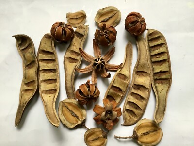 18pc Dried Decor Primitive Rustic