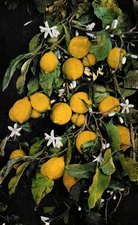 Blooming Lemon Tree,  Vintage Postcard