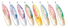 FOREST MIU 5g Awabi (Abalone) Trout Spoon