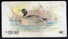 KIMURA - ANIMALS & BIRDS - A WILD DUCK