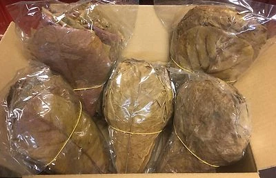 Seemandelbaumblätter (~200 St =350 gr) 20-25cm Indian Almond Catappa Leaves - Bild 1 von 3