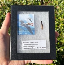 Pterosaur Tooth Fossil in Display Case Flying Dinosaur Tooth Niger Cretaceous