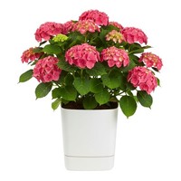 Howhomely Blumentopf Pflanzentopf BlumenküBel 34X34Cm Creme Mit Untersetzer