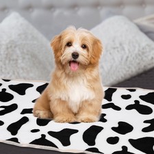 Animal blanket, cow print flannel 53x76 cm, pack of 3