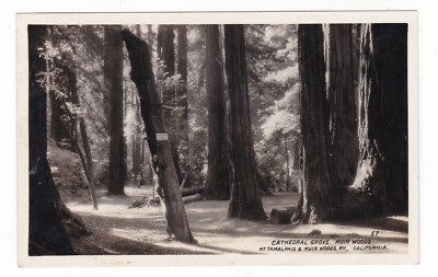 c1930 RPPC MILL VALLEY CALIFORNIA CATHEDRAL GROVE MUIR WOODS VINTAGE POSTCARD CA