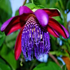 10 GIANT GRANADILLA SEEDS Passiflora quadrangularis Passionfruit Flower Plant 