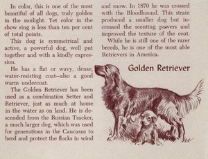 Golden Retriever - CUSTOM MATTED - Vintage Dog Art Print - 1954 M. Dennis