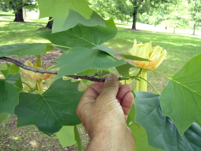 15 TULIP TREE SEEEDS ( Liriodendron tulipifera ) - Image 3 of 4
