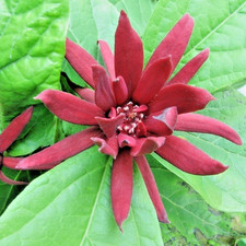 Calicanthus Floridus Allspice Bush- Large 3Ltr Pot XXL Flowering Deciduous